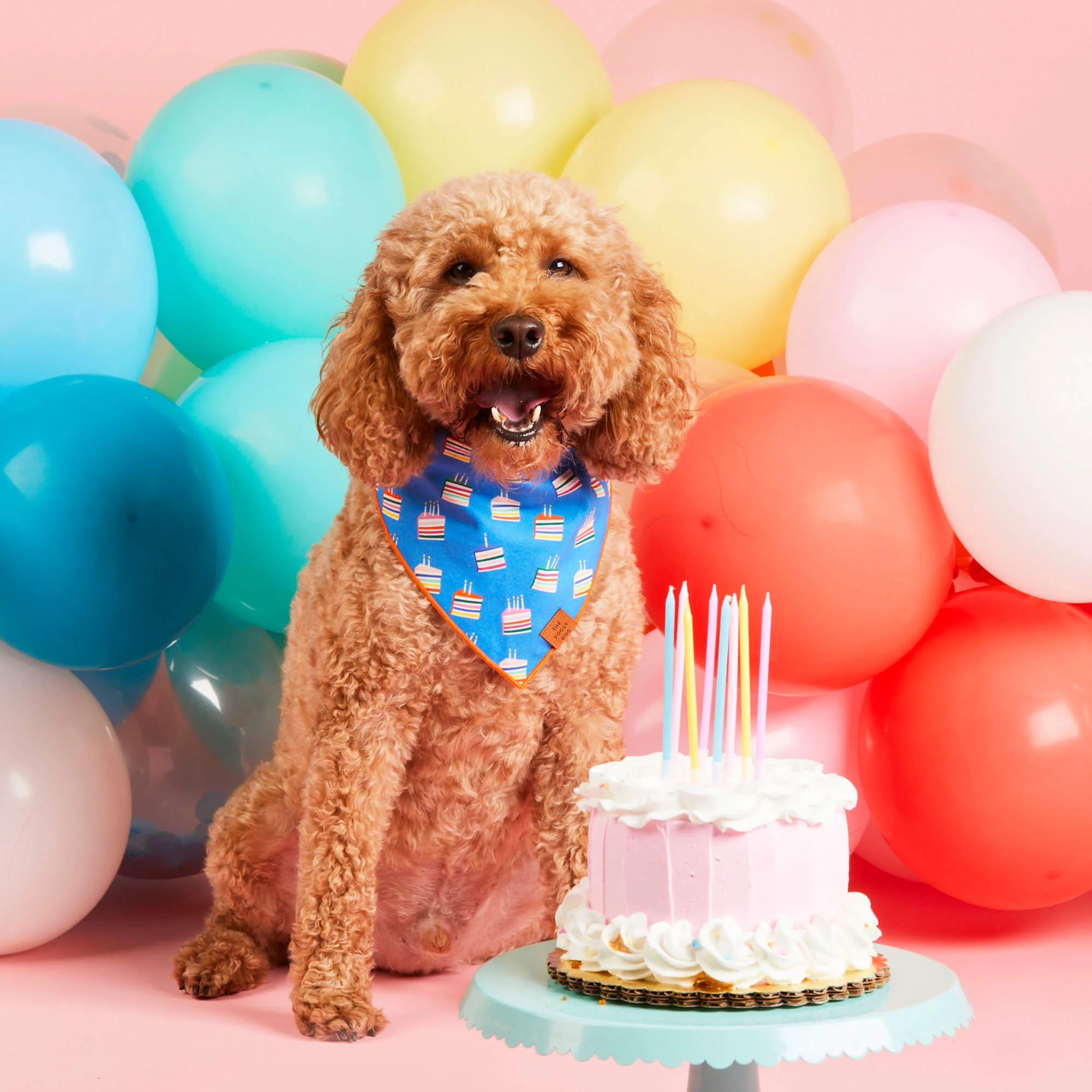 Make A Wish Dog Bandana