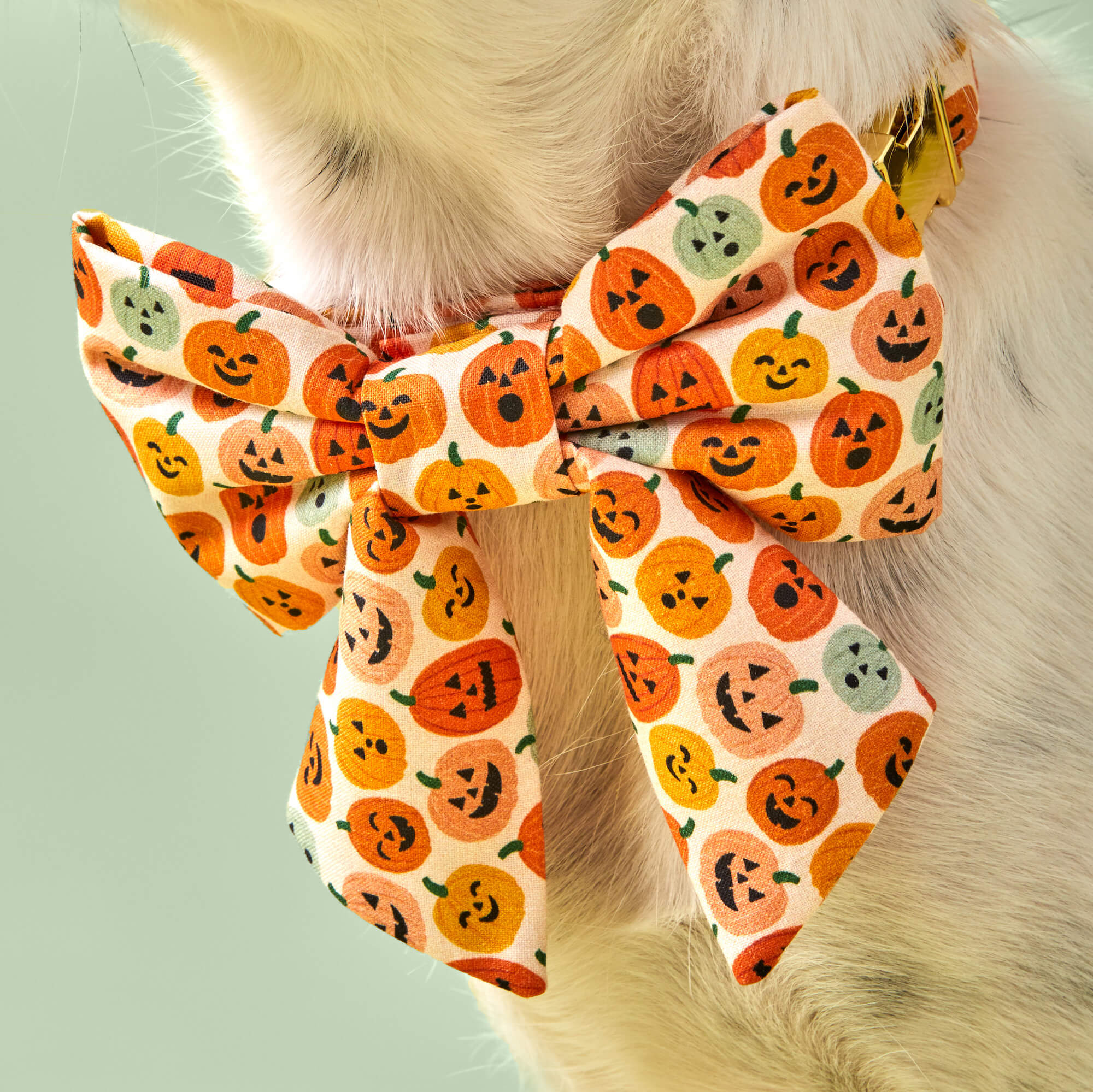 Jack-o’-Lanterns Lady Dog Bow