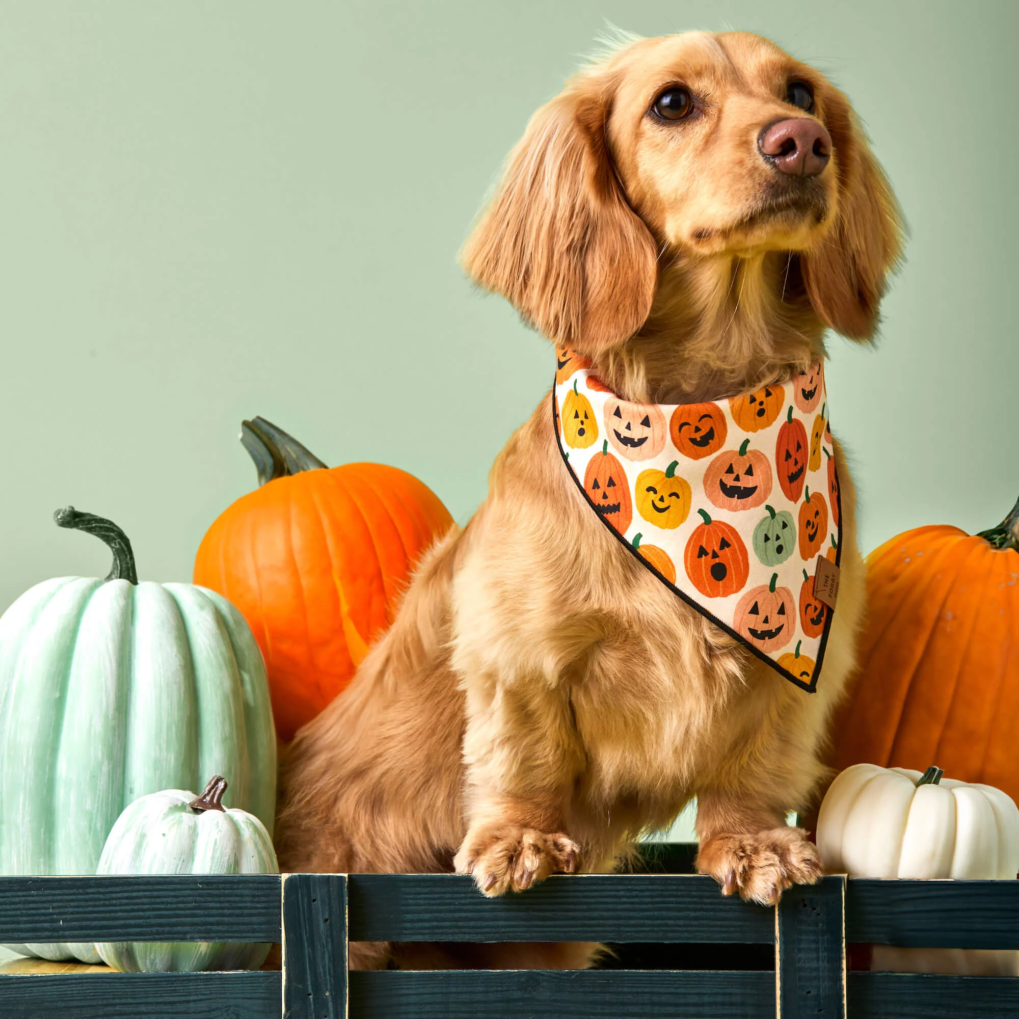 Jack-o’-Lanterns Reversible Dog Bandana