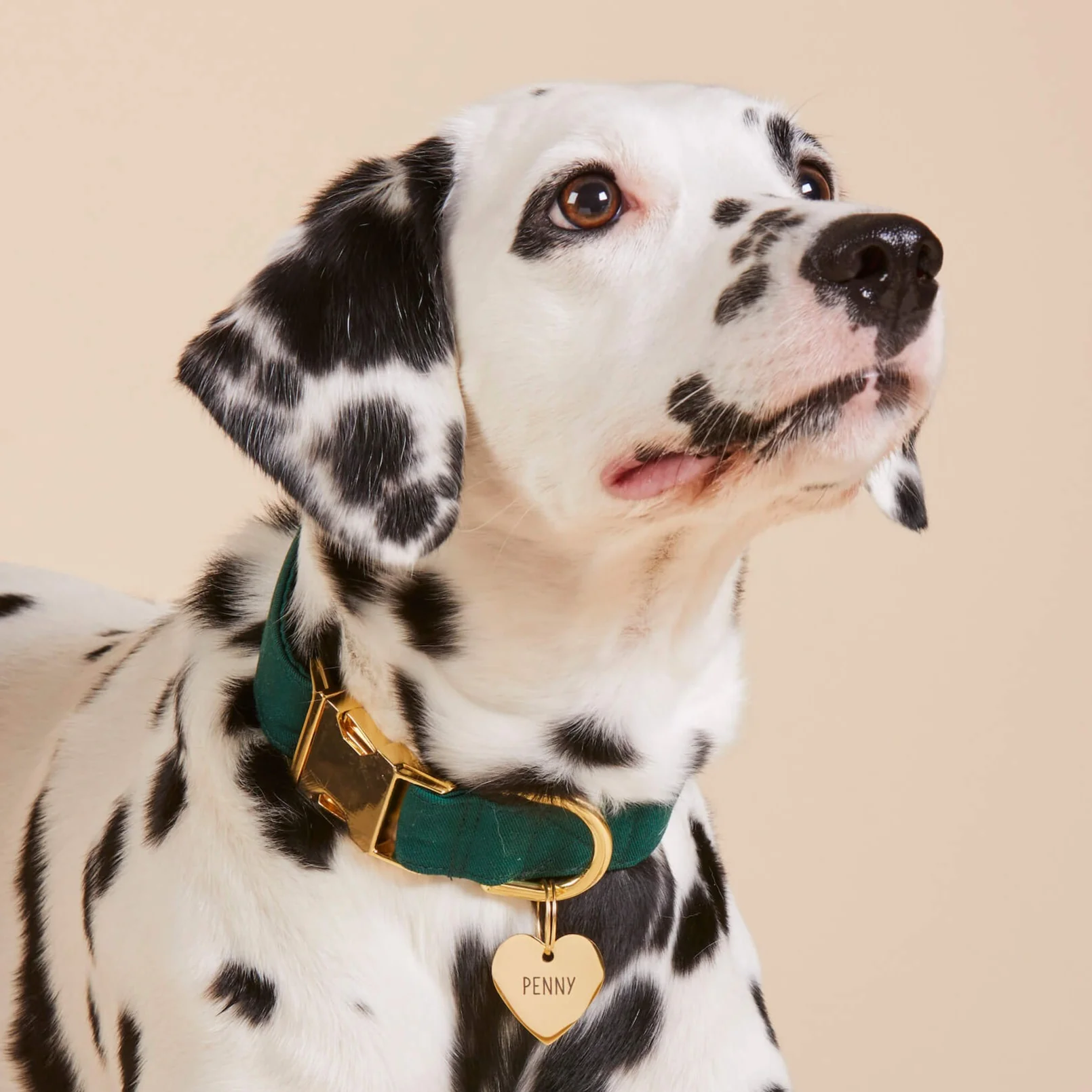 Evergreen Dog Collar