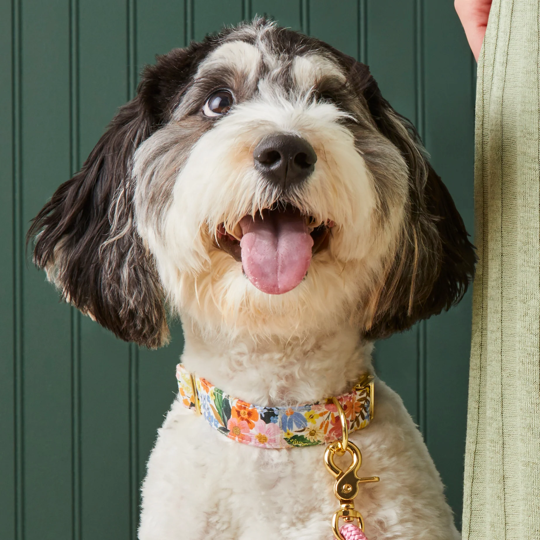 Rifle Paper Co. x TFD Marguerite Dog Collar