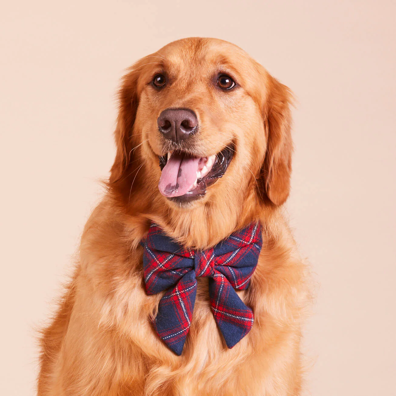 Kingston Plaid Flannel Lady Dog Bow