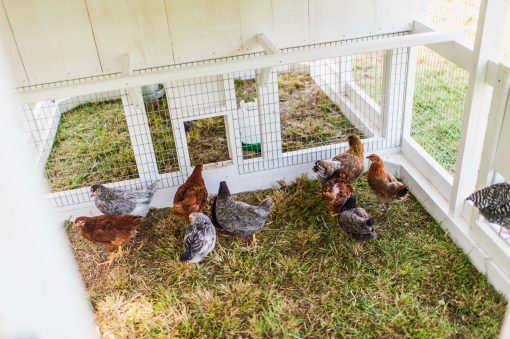 Large Fairy Tale Town Chicken House