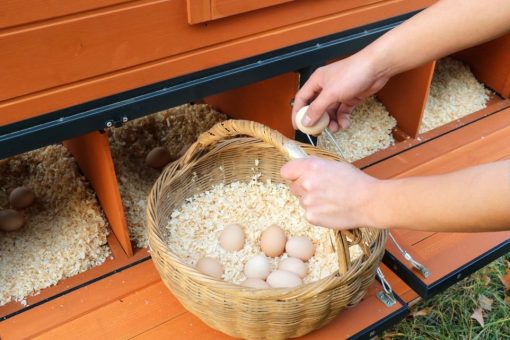 Walk-In Weatherproof Large Chicken Coop